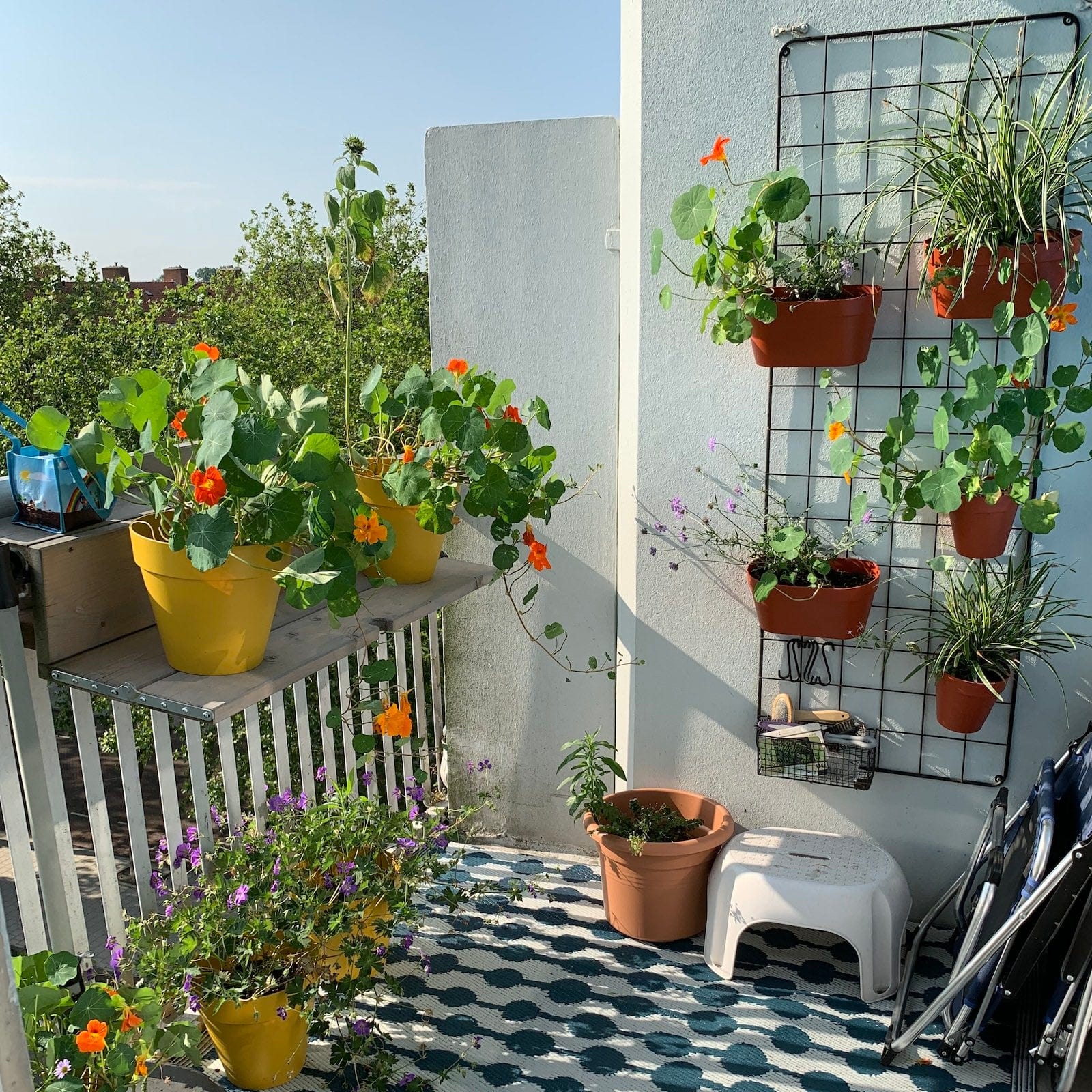 De beste planten voor een balkon op het zuiden