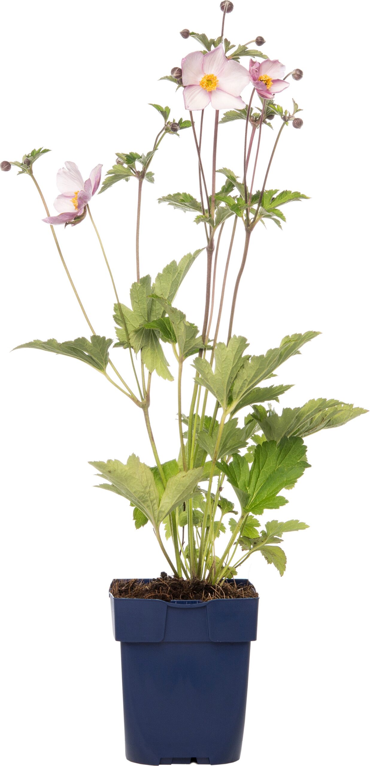 Planten bestellen bij Intratuin: tips voor de juiste keuze