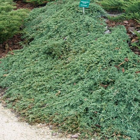 planten bodembedekkers groenblijvend