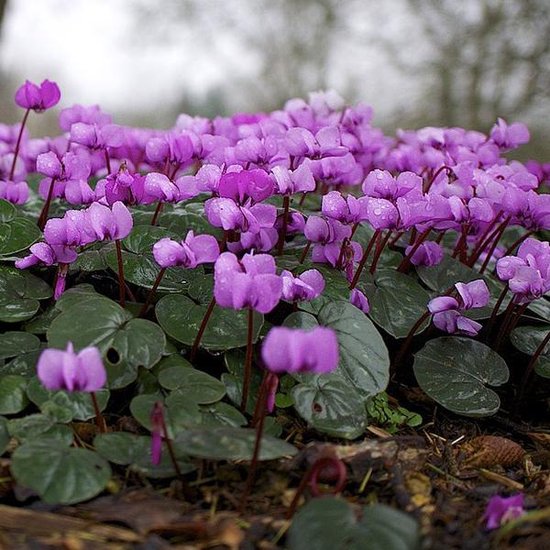 Planten voor een border in de schaduw: inspiratie voor een groene tuin