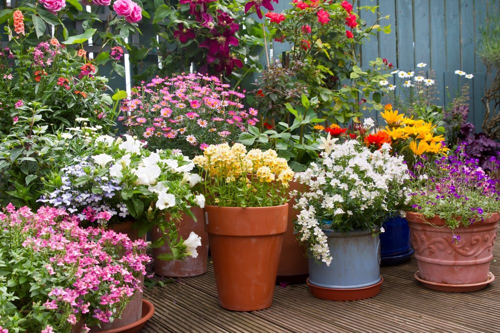 Planten buiten kopen: tips voor een groene tuin in elk seizoen
