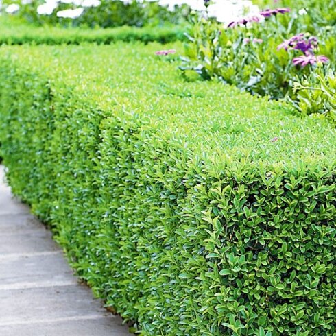 planten die altijd groen blijven