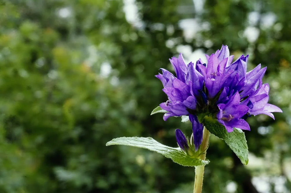 Planten die heel het jaar bloeien: kleur in elk seizoen