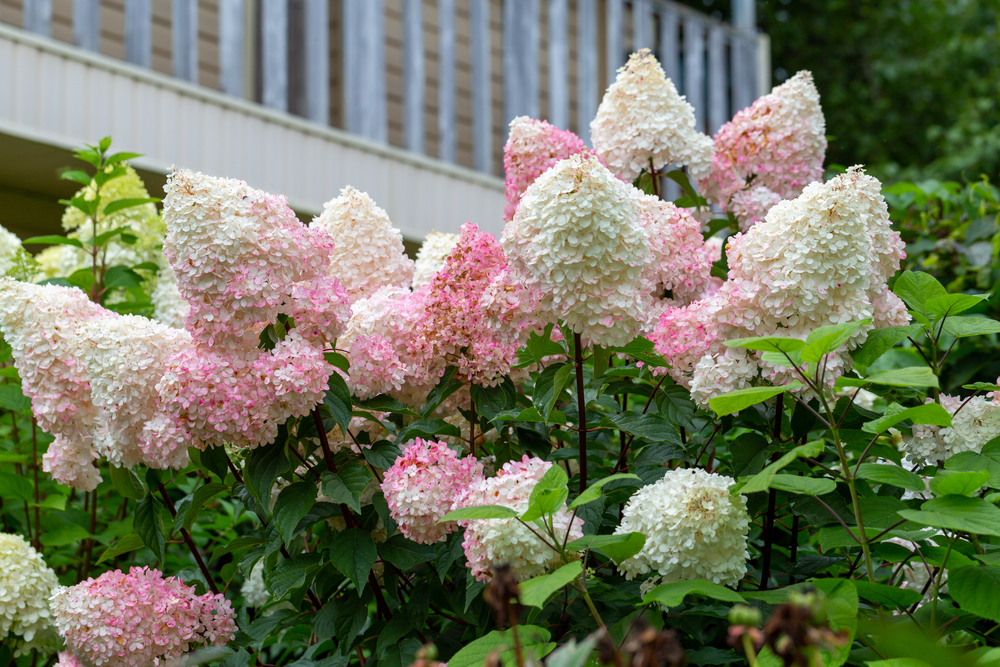 planten die het goed doen in de schaduw