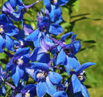 tuinplant met blauwe bloemen