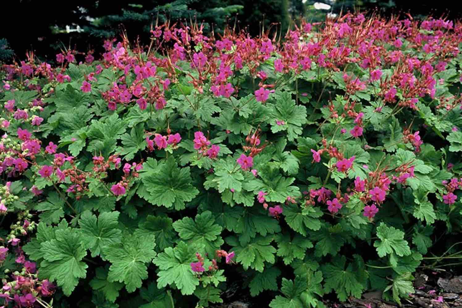 Vaste plant groenblijvend: het hele jaar kleur en structuur in je tuin